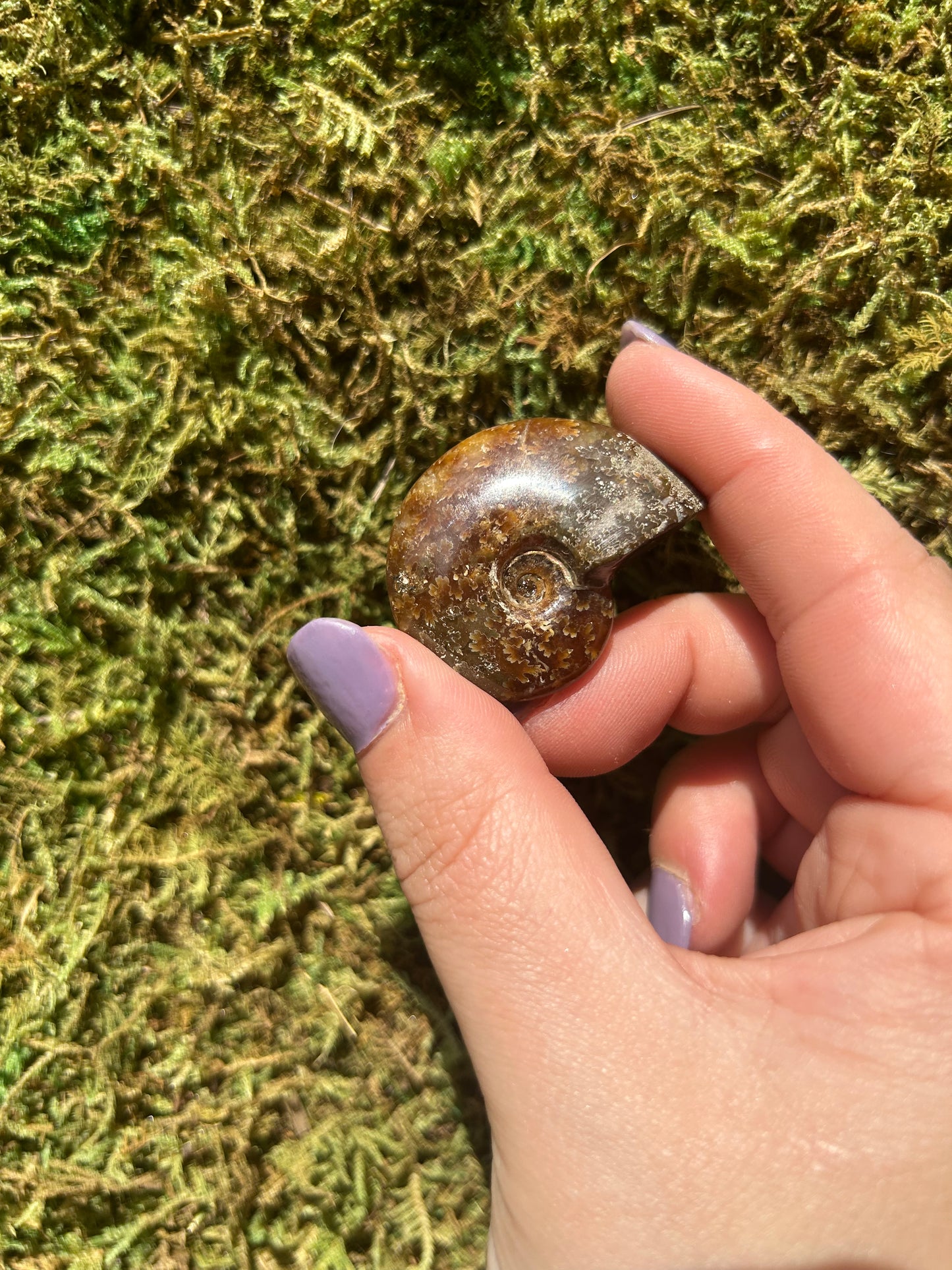 Ammonites