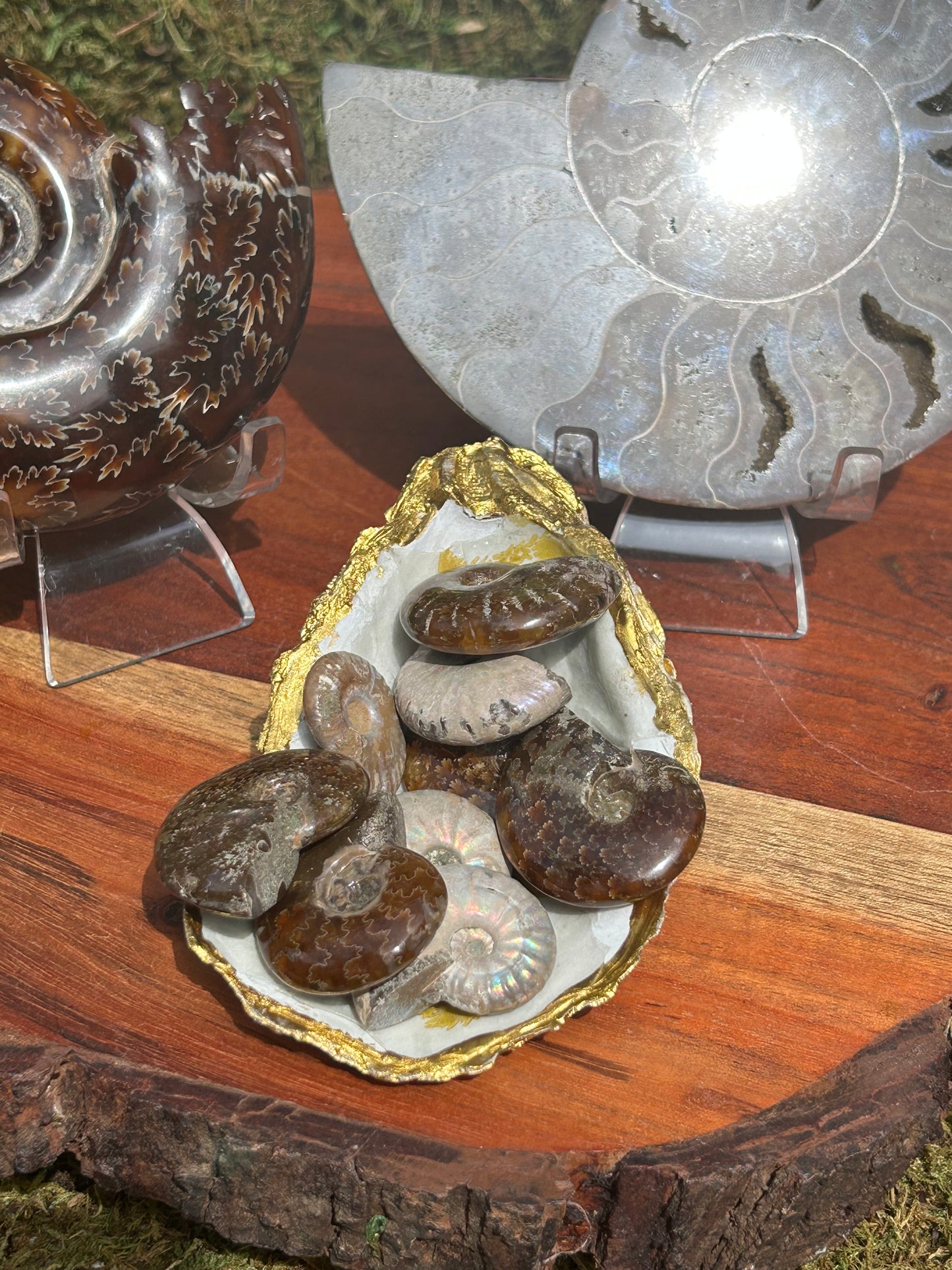 Ammonites