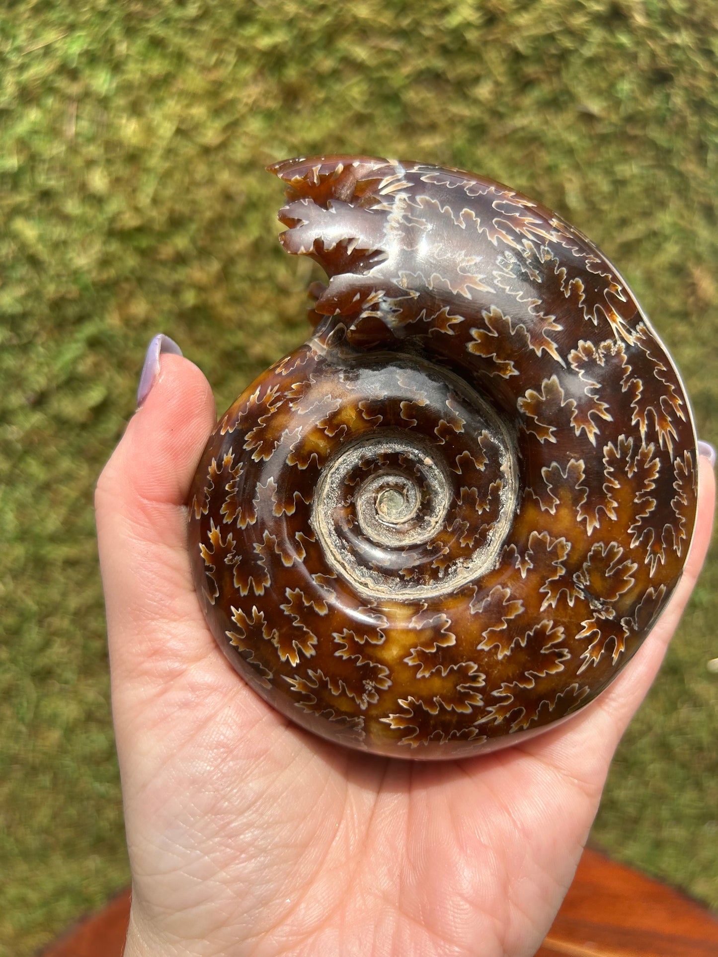 Ammonites