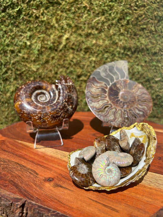 Ammonites