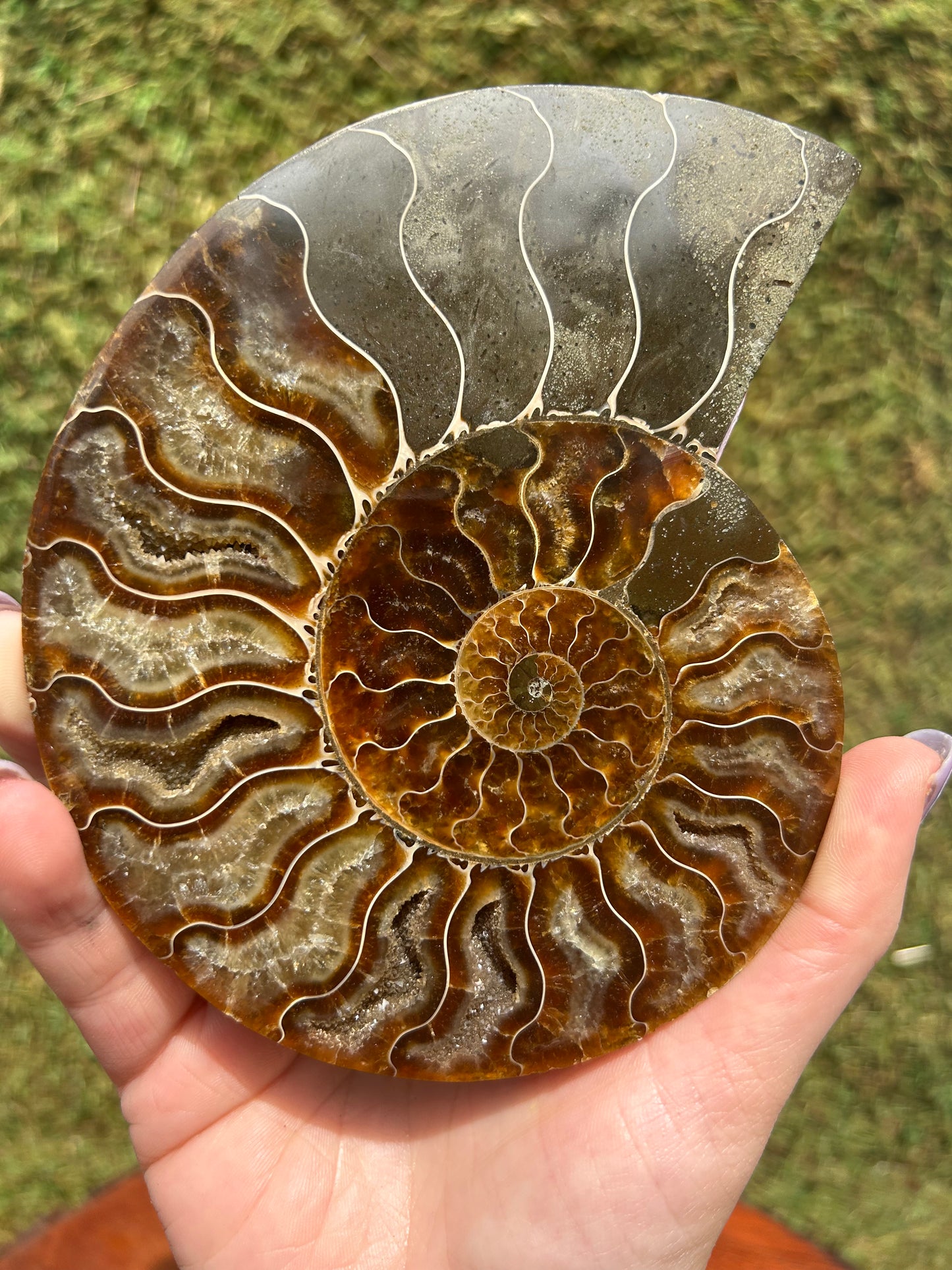 Ammonites