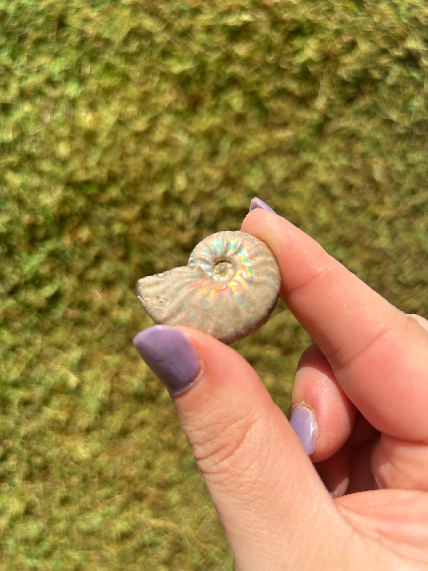 Ammonites