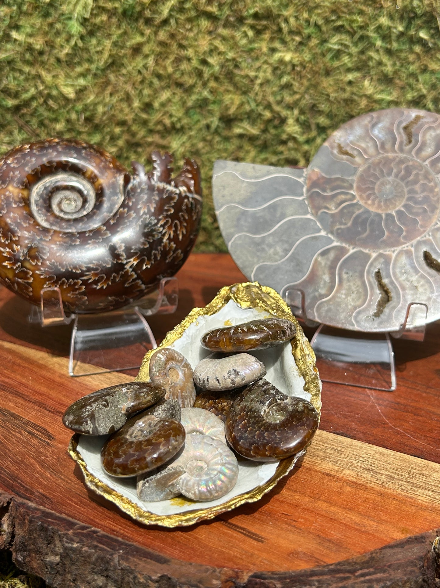 Ammonites