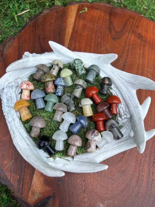 Mini Mushroom